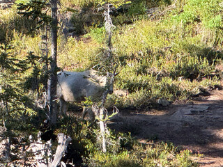 A goat hidden among the vegetation in Ross Lake North Cascades National Park.USA, Washington july 19 2025.