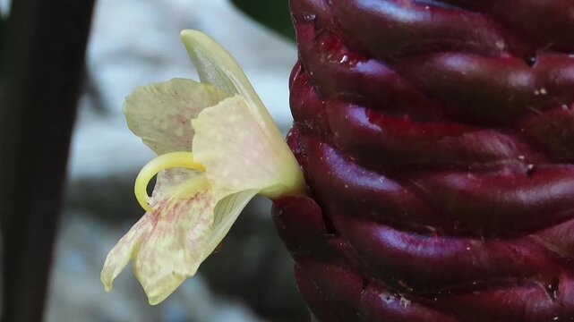 purple iris flower