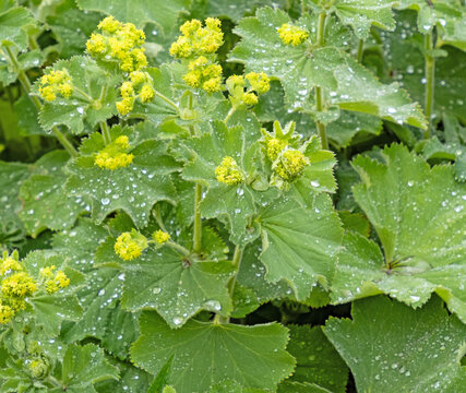 Nahaufnahme eines bl&uuml;henden Frauenmantels, Alchemilla, mit Wassertropfen auf den Bl&auml;ttern