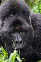Gentle Strength: Gorilla Silverback in the Forest Light