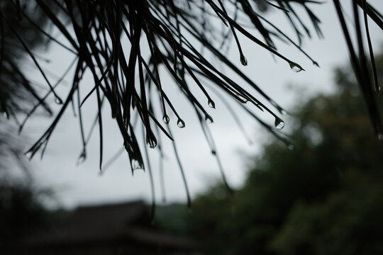 Raindrops hanging from pine needles after rain on a cloudy day - Powered by Adobe