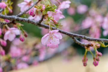 春に咲く河津桜の可憐なピンクの花のマクロ撮影