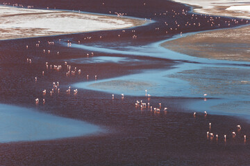 detail of laguna colorada in the bolivian andes with red, blue and white waves and many flamingos on the surface © Francesca Emer