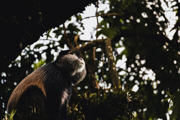 Playful Golden Monkeys Among the Bamboo of Uganda