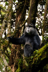 Curious Faces in the Canopy: Golden Monkeys of Uganda
