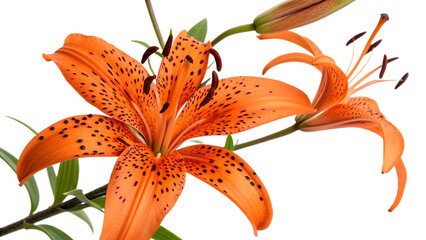 Orange tiger lily cut out isolated on white background PNG. AI GENERATED.