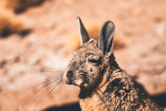 viscacha close up in the andine desert