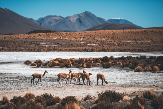 herd of vicunas in a salar in bolivian andes