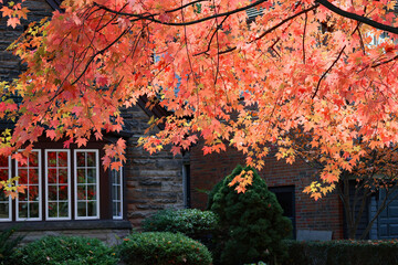 Colorful red leaves on a maple tree in fall