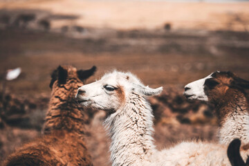 portrait of a white llama in salar de uyuni © Francesca Emer
