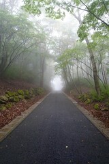 霧に包まれる森の中の道