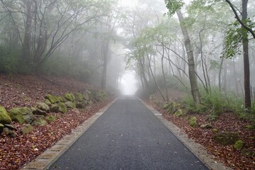 霧に包まれる森の中の道