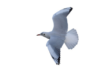 Black-headed Gull flying isolated on transparent background png file