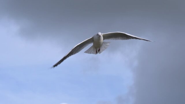 Black-Headed Gull (Chroicocephalus ridibundus) in winter plumage, in flight, gliding into a headwind on a windy day. October, Kent, UK (Slow motion x5)