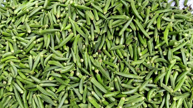 Vendor sorts fresh okra by hand in local Pakistani vegetable market