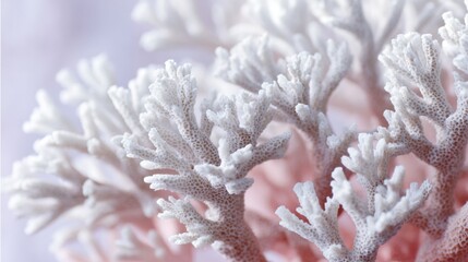 Abstract coral pattern slowly fading from vibrant to white, visual metaphor for coral bleaching