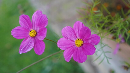 Fototapeta premium cosmea flowers