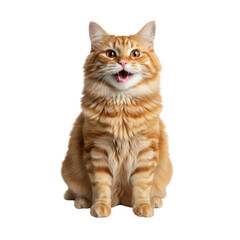 Expressive ginger tabby cat portrait with mouth open on transparent isolated setting