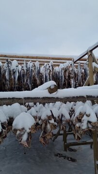 Snowy wooden drying racks for stockfish on the foreshore of Svolvaer city, located in Lofoten island