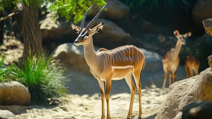 Two antelopes stand calmly in a sandy area, surrounded by rocks and foliage, for wildlife use