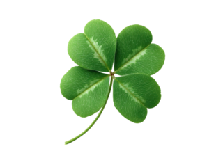 Vibrant green four leaf clover isolated on black plant, Isolated, Png Transparent Background