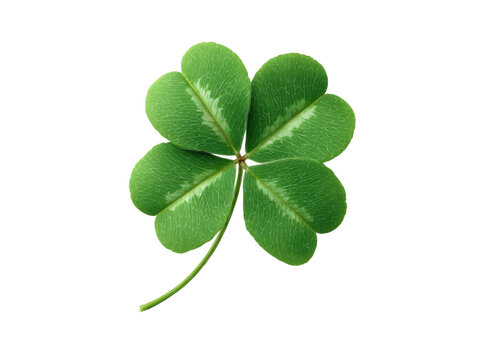 Vibrant green four leaf clover isolated on black plant, Isolated, Png Transparent Background