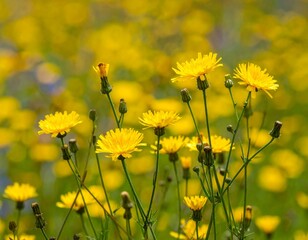 Fototapeta premium Yellow wildflowers blooming in open meadow showing natural joy and color
