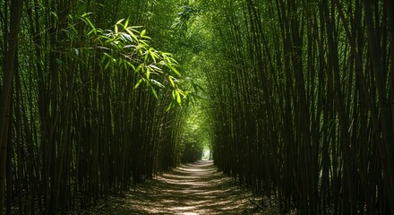 Bamboo forest pathway with sunlight filtering through leaves