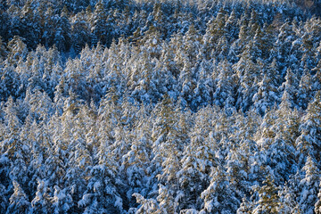 Snow-covered evergreen forest landscape, showcasing a serene winter scene with tall trees blanketed in white snow, creating a tranquil and picturesque atmosphere in nature
