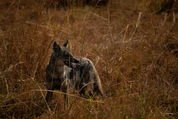 Obraz premium Black-backed Jackal on Patrol in Uganda’s Wilderness