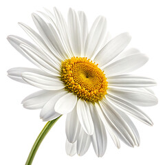 Fototapeta premium Close up of a white daisy flower with a yellow center isolated on a black background isolated on white background isolated on transparent background