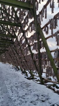 Snowy wooden drying racks for stockfish on the foreshore of Svolvaer city, located in Lofoten island
