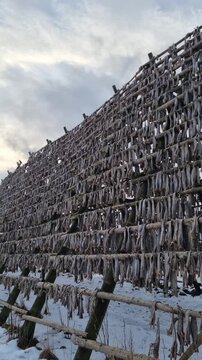 Traditional air drying of stockfish  (arctic cod) on wooden frames (hjell) , Lofoten islands, Nordland, Norway

