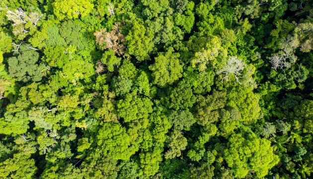 Aerial view of dense tropical forest with lush green canopy and natural patterns creating stunning abstract landscape from above