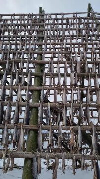 Traditional air drying of stockfish  (arctic cod) on wooden frames (hjell) , Lofoten islands, Nordland, Norway

