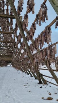 Cod drying facility in the Lofoten Islands Norway
