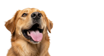 Fluffy light brown Golden Retriever mix dog with bright eyes, wet nose, wide happy mouth, pink tongue extended, looking up, on a white studio background, pet happiness concept