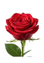 Fototapeta premium Magnificent red rose in full bloom, crimson velvety petals with glistening dewdrops, vibrant green leaves against a transparent background, studio lighting. Concept of natural beauty and elegance