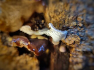close up macro photo of tree fungus