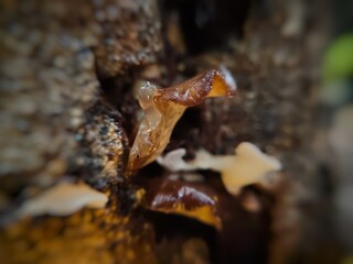 close up of a wilted tree fungus