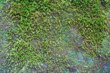 苔の生えた岩の表面　背景画像