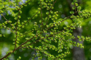 カラマツの新緑