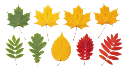 Diverse perfectly preserved autumn leaves: Maple, Oak, Rowan, in emerald, yellow, orange, red. Isolated, sharp focus, on transparent. Flat lay, soft light. Versatile seasonal asset concept