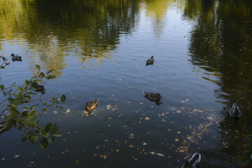 Several ducks swim in a dark pond with Autumn leaves floating on the water.