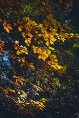 abstract grunge background vector