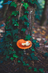 autumn leaves in the forest