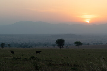 Obraz premium Nature’s Canvas: Fiery Sunset over the Wilderness of Uganda