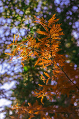 autumn leaves background