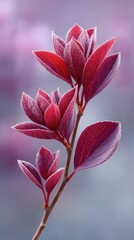 Fototapeta premium Macro View of Deep Red Foliage Covered in Frost with Soft Purple Hues in the Background