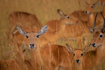 Grazing Under the Sun: Ugandan Kob in the Plains of Kidepo